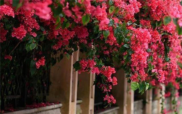 院子里养株三角梅，花开艳丽，打理简单，适合新手