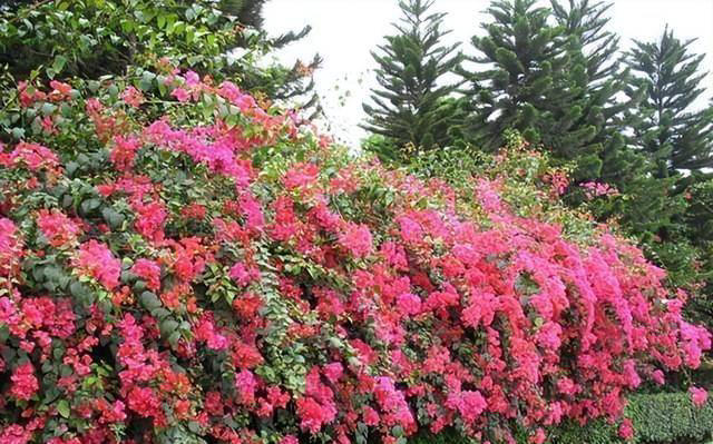 院子里养株三角梅，花开艳丽，打理简单，适合新手