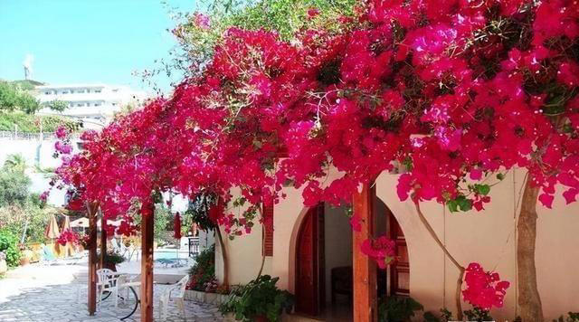 院子里养株三角梅，花开艳丽，打理简单，适合新手