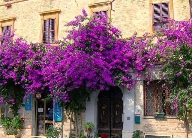 院子里养株三角梅，花开艳丽，打理简单，适合新手