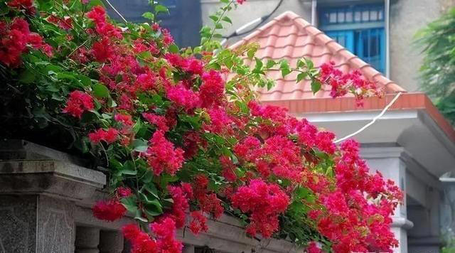 院子里养株三角梅，花开艳丽，打理简单，适合新手