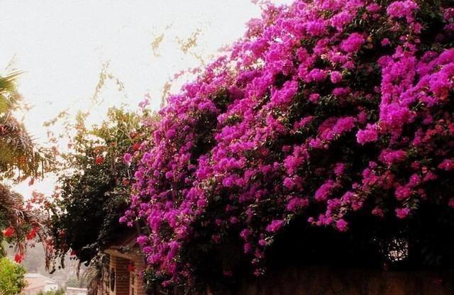 院子里养株三角梅，花开艳丽，打理简单，适合新手