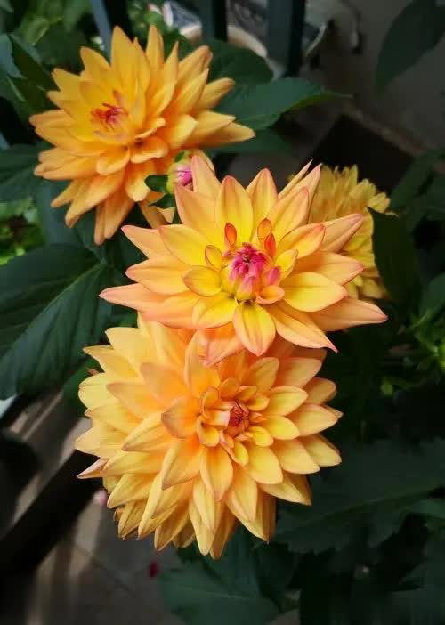 养不死的6种花，皮实爱爆盆，小白也能轻松上手