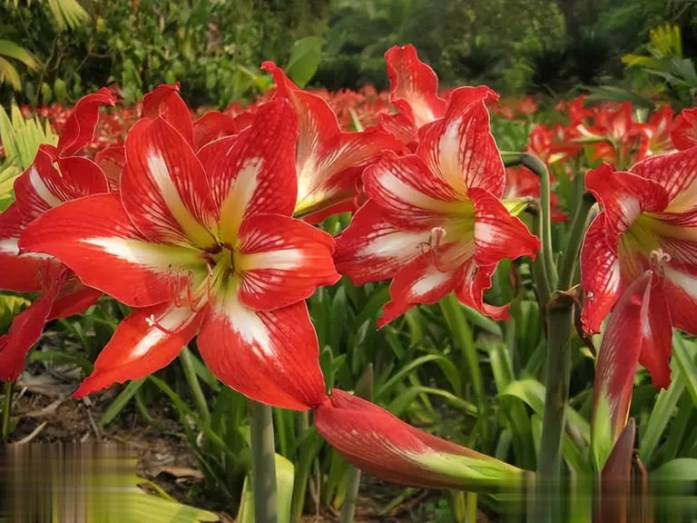 养不死的6种花，皮实爱爆盆，小白也能轻松上手