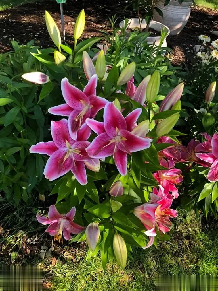 养不死的6种花，皮实爱爆盆，小白也能轻松上手