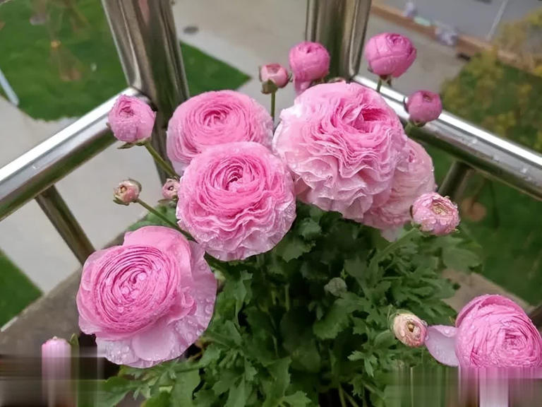 养不死的6种花，皮实爱爆盆，小白也能轻松上手