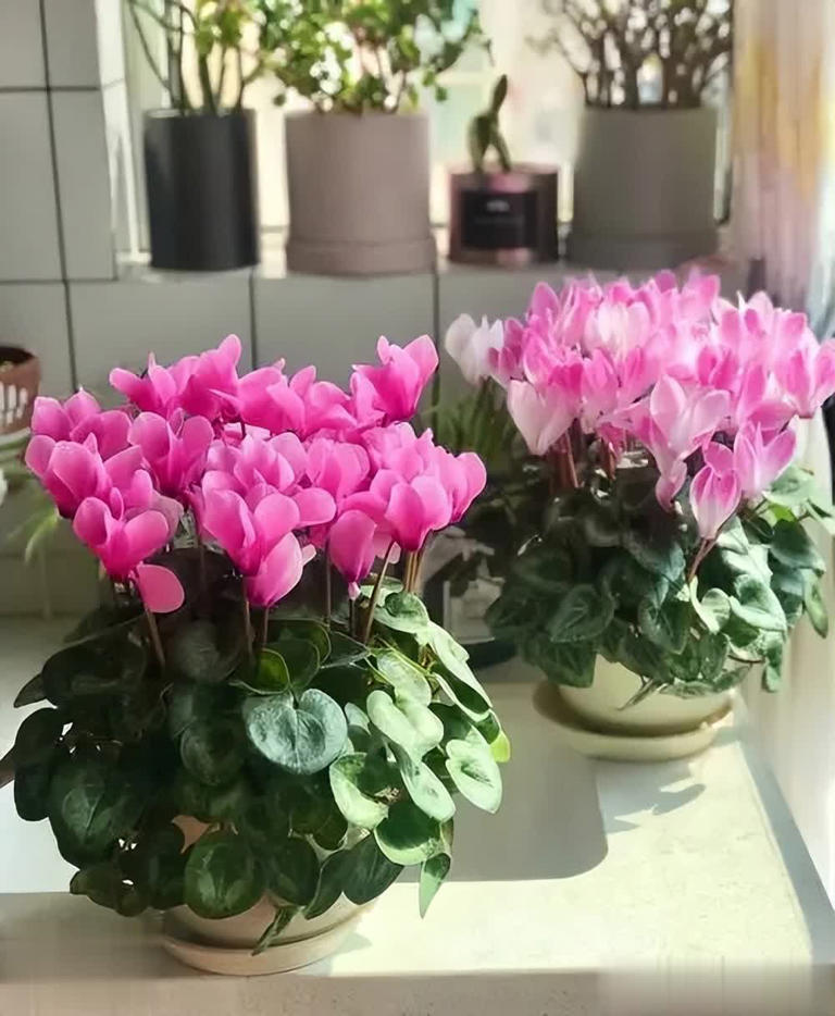 养不死的6种花，皮实爱爆盆，小白也能轻松上手