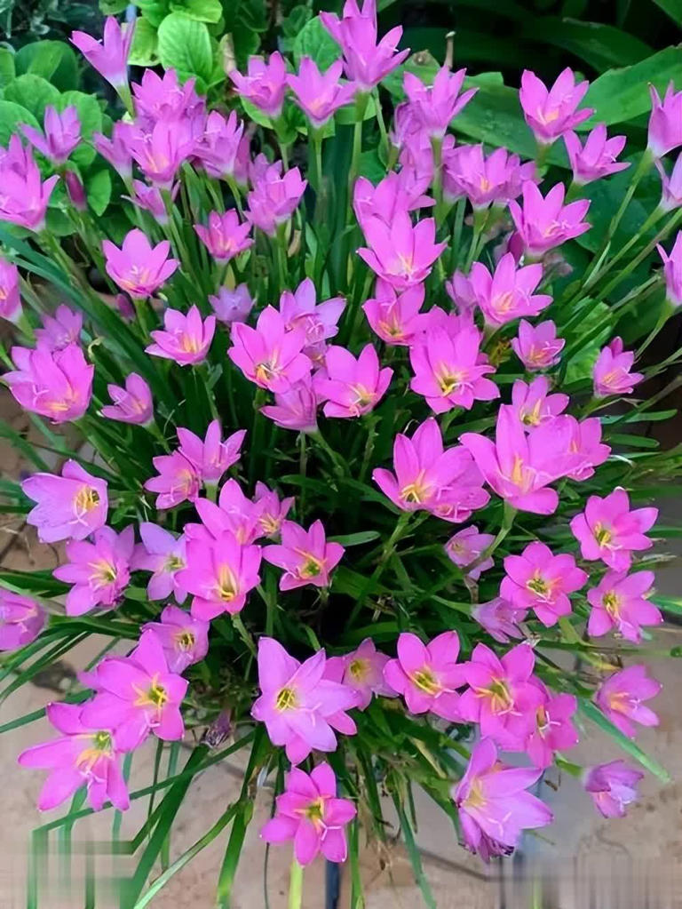 养不死的6种花，皮实爱爆盆，小白也能轻松上手