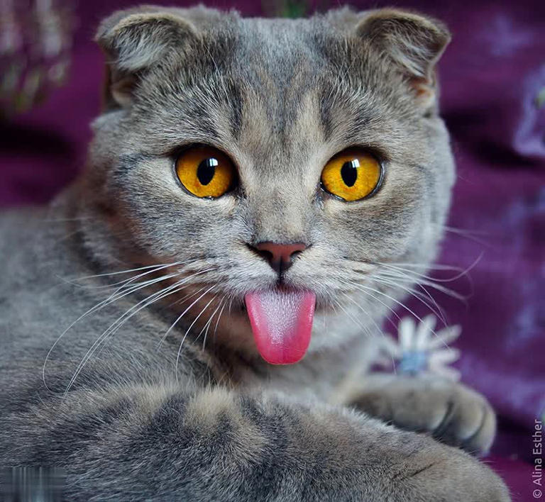 养公猫和母猫的区别，这几点太真实了