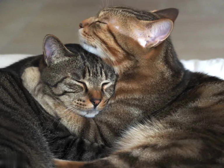 养公猫和母猫的区别，这几点太真实了