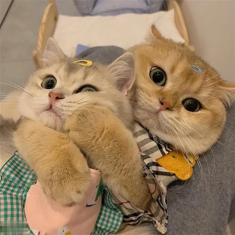 养公猫和母猫的区别，这几点太真实了