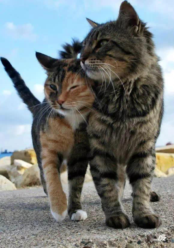 养公猫和母猫的区别，这几点太真实了