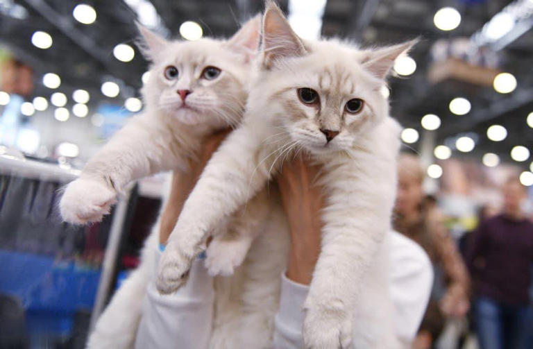 养公猫和母猫的区别，这几点太真实了