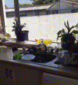 养公猫和母猫的区别，这几点太真实了