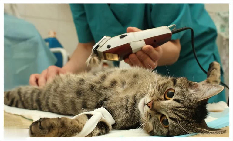 养公猫和母猫的区别，这几点太真实了