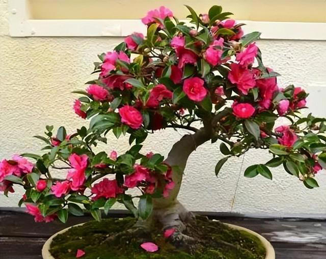 聪明人喜欢养的3种花，看着很普通，殊不知，越养越值钱