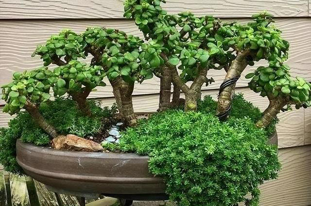 聪明人喜欢养的3种花，看着很普通，殊不知，越养越值钱