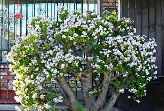 聪明人喜欢养的3种花，看着很普通，殊不知，越养越值钱