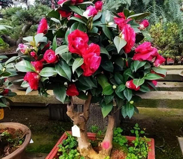 聪明人喜欢养的3种花，看着很普通，殊不知，越养越值钱