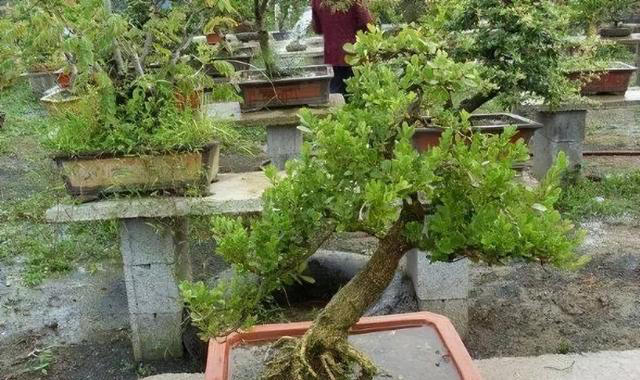 聪明人喜欢养的3种花，看着很普通，殊不知，越养越值钱