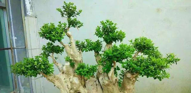 聪明人喜欢养的3种花，看着很普通，殊不知，越养越值钱