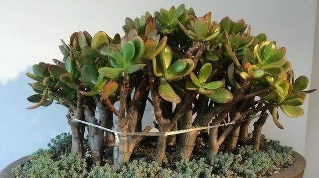 聪明人喜欢养的3种花，看着很普通，殊不知，越养越值钱