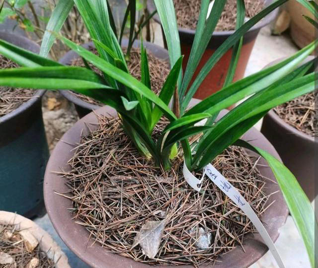 4种垃圾别扔，埋进花盆里松软透气，养啥花都很旺