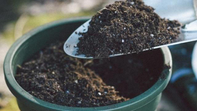 4种垃圾别扔，埋进花盆里松软透气，养啥花都很旺