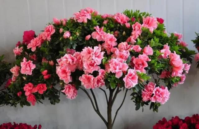 4种垃圾别扔，埋进花盆里松软透气，养啥花都很旺