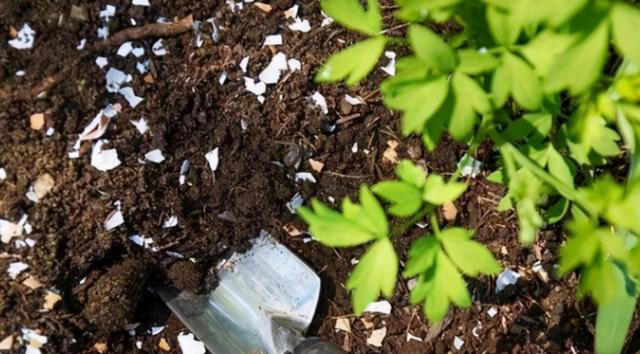4种垃圾别扔，埋进花盆里松软透气，养啥花都很旺