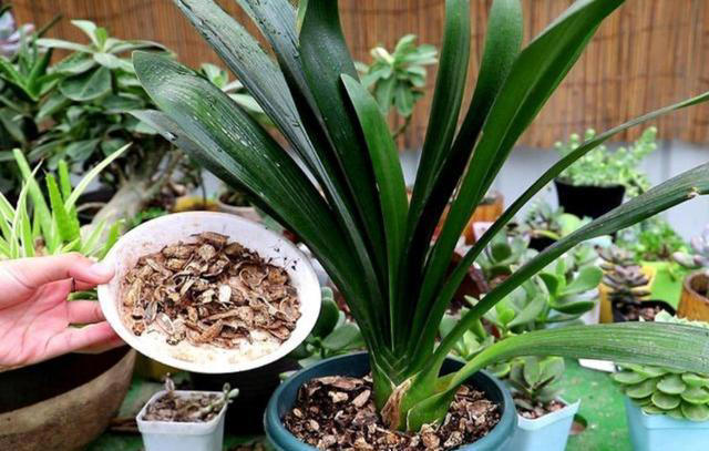 4种垃圾别扔，埋进花盆里松软透气，养啥花都很旺