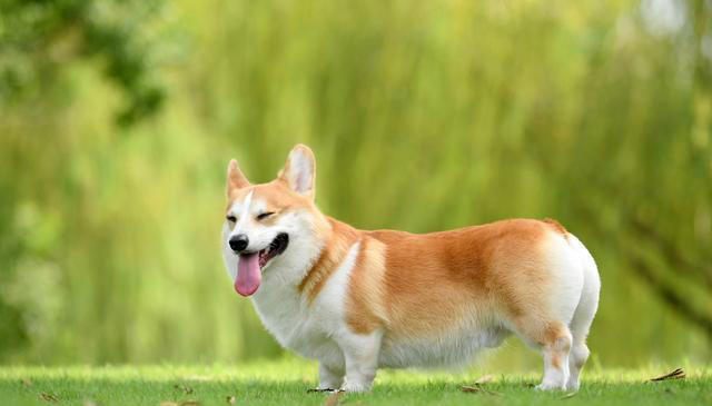 狗界公认“无攻击性”6种狗!网友：养了就不想换狗了