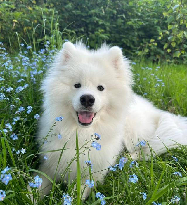 狗界公认“无攻击性”6种狗!网友：养了就不想换狗了