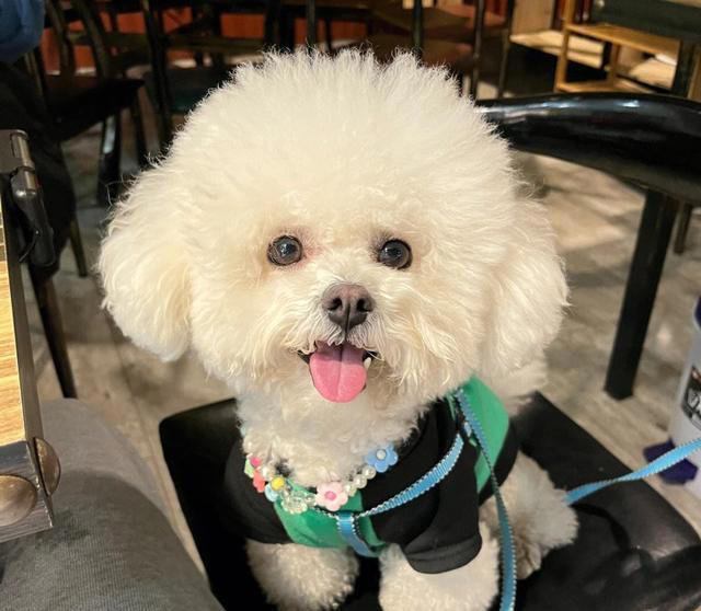 狗界公认“无攻击性”6种狗!网友：养了就不想换狗了