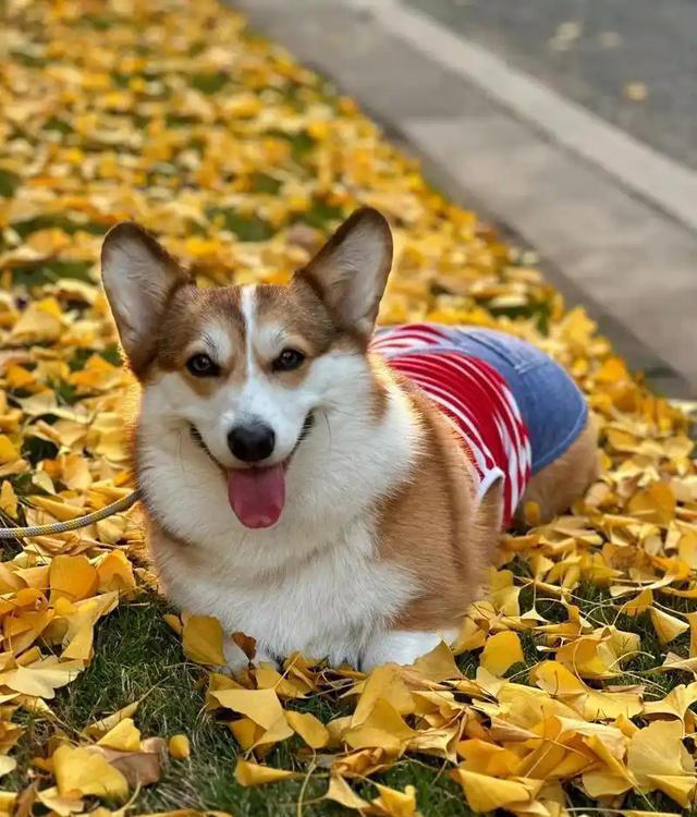 狗界公认“无攻击性”6种狗!网友：养了就不想换狗了