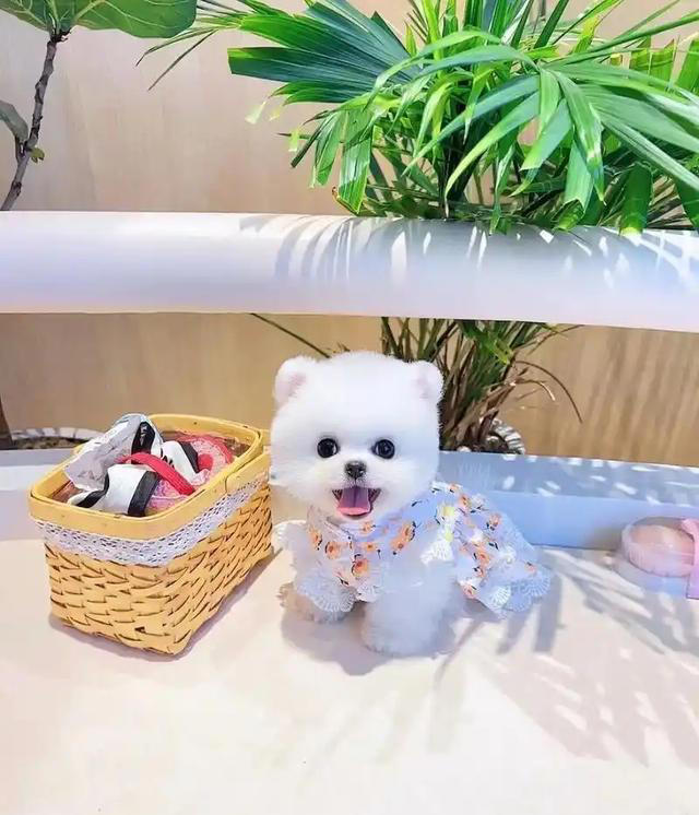 狗界公认“无攻击性”6种狗!网友：养了就不想换狗了