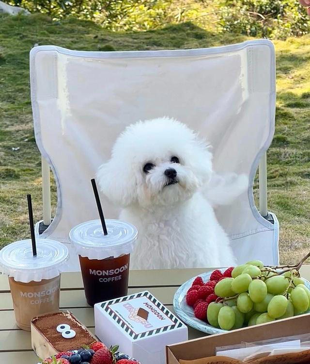 狗界公认“无攻击性”6种狗!网友：养了就不想换狗了