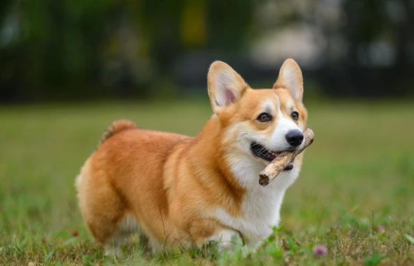 狗界公认“无攻击性”6种狗!网友：养了就不想换狗了