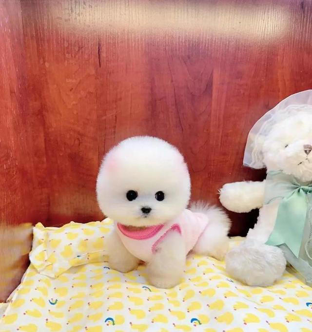 狗界公认“无攻击性”6种狗!网友：养了就不想换狗了