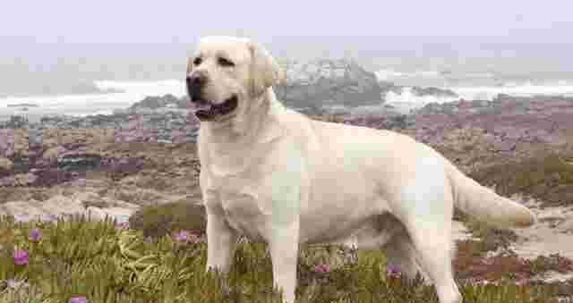 狗界公认“无攻击性”6种狗!网友：养了就不想换狗了