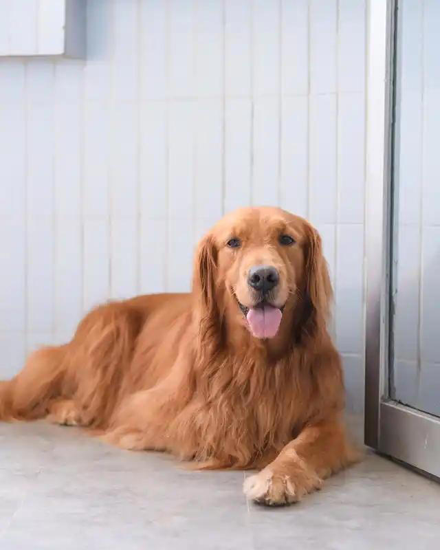 狗界公认“无攻击性”6种狗!网友：养了就不想换狗了