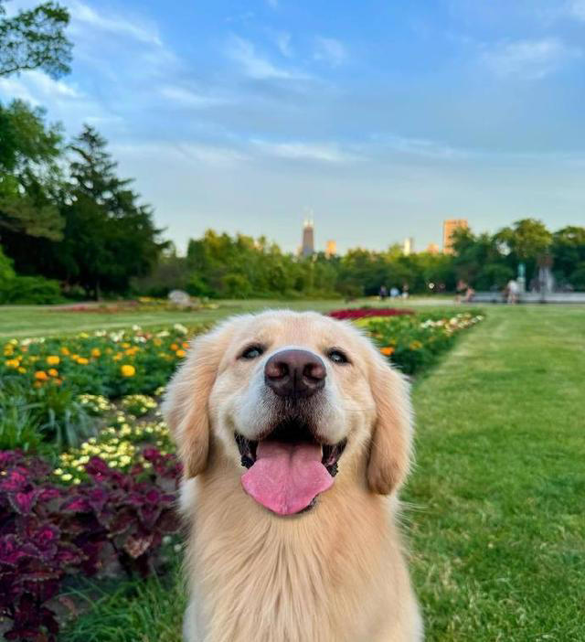 狗界公认“无攻击性”6种狗!网友：养了就不想换狗了