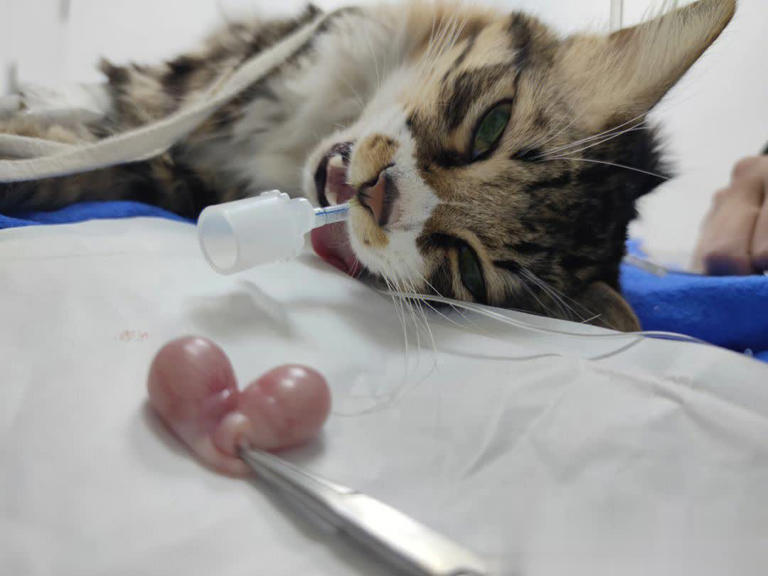 别把猫咪“绝育”好处神圣化，其坏处也不少！