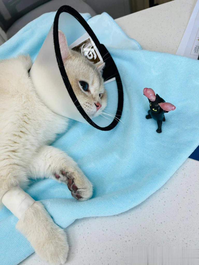 别把猫咪“绝育”好处神圣化，其坏处也不少！