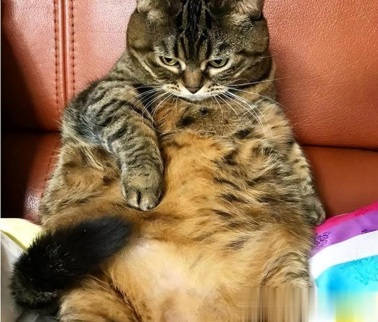 别把猫咪“绝育”好处神圣化，其坏处也不少！