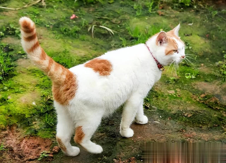 别把猫咪“绝育”好处神圣化，其坏处也不少！