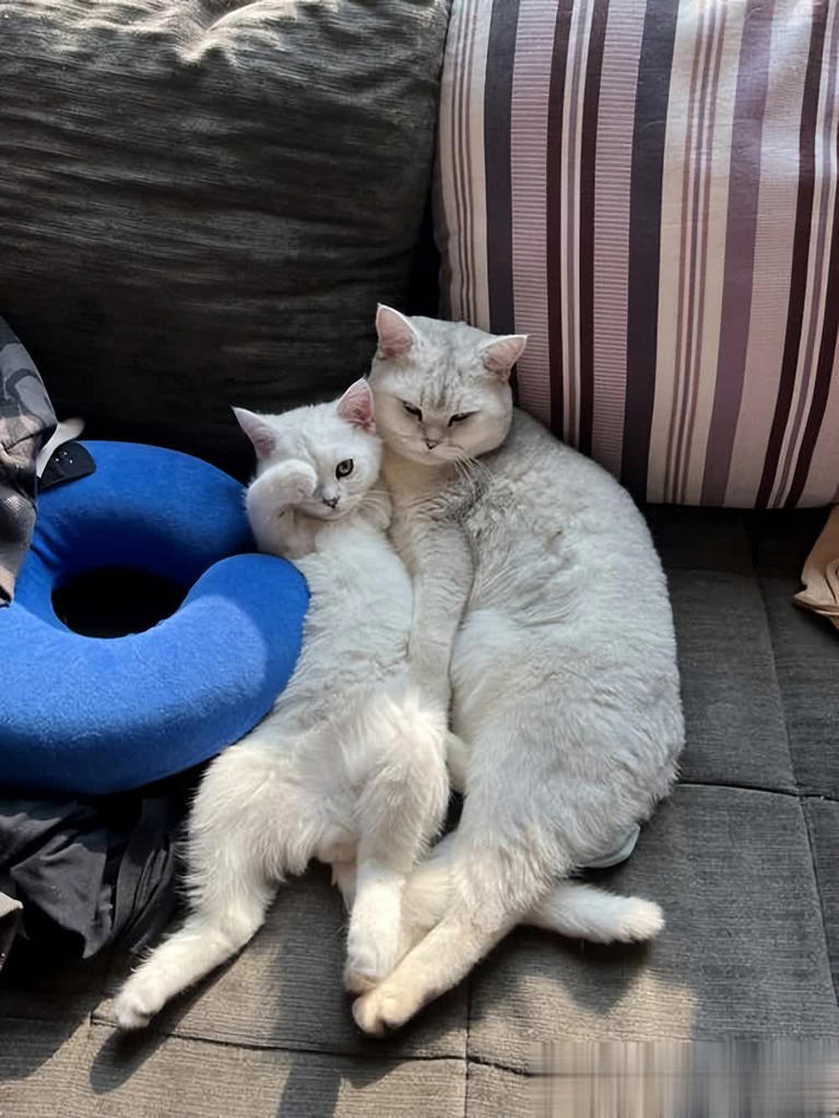 别把猫咪“绝育”好处神圣化，其坏处也不少！