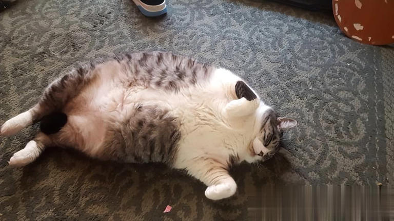 别把猫咪“绝育”好处神圣化，其坏处也不少！