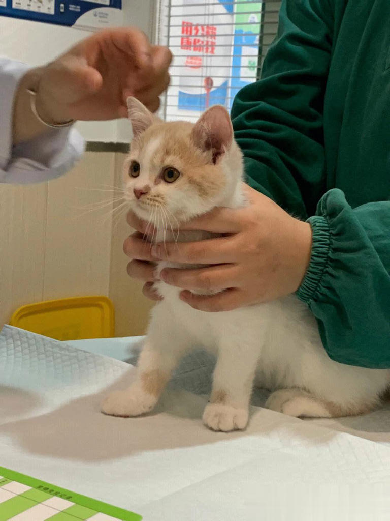 别把猫咪“绝育”好处神圣化，其坏处也不少！