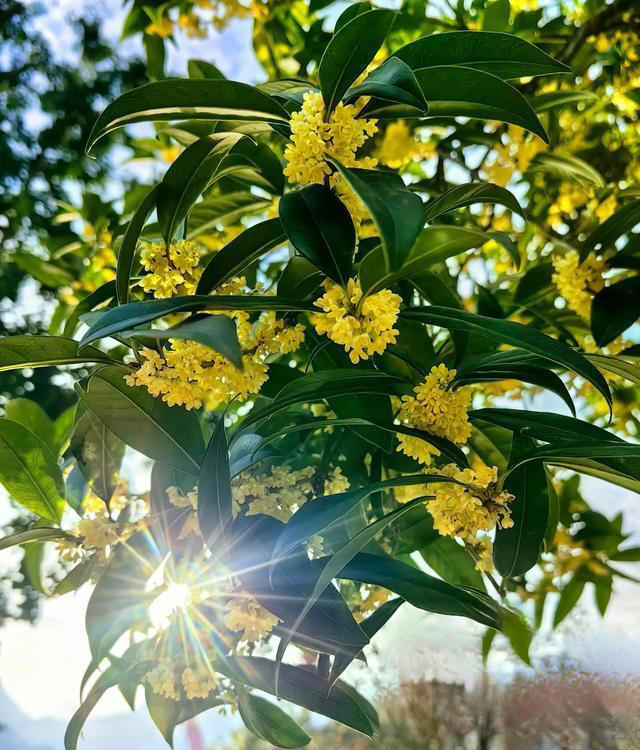 院子再小也要种8种树，老祖宗留下的“规矩”，寓意深远。